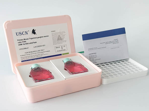 貓心臟微血管內(nèi)皮細胞(CMEC)原代細胞